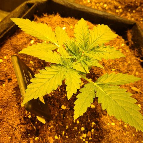Amnesia Haze 🧠 growlog timeline photo