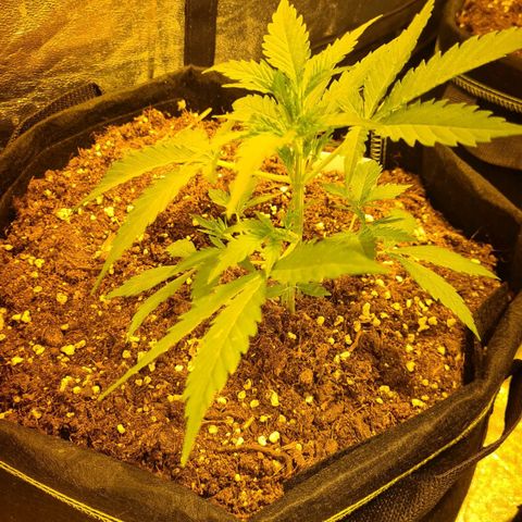 Eleven Rose growlog timeline photo