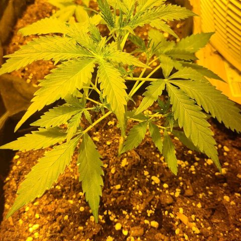 Eleven Rose growlog timeline photo