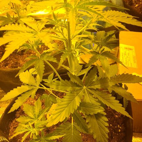 Amnesia Haze 🧠 growlog timeline photo
