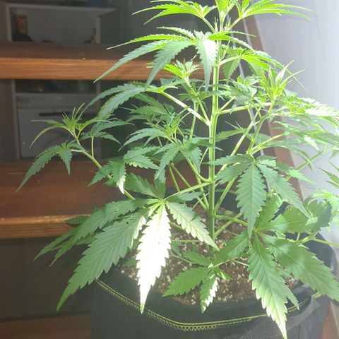Eleven Rose growlog photo: Sortie du box avant de s'en séparer 