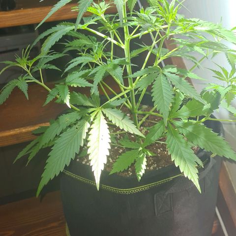 Eleven Rose growlog photo: Sortie du box avant de s'en séparer 