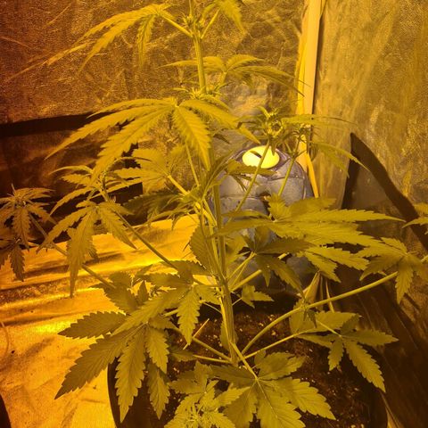 Amnesia Haze 🧠 growlog timeline photo