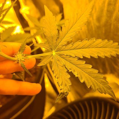 Amnesia Haze 🧠 growlog photo: Carence observer 