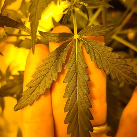 Amnesia Haze 🧠 growlog photo: Carence observer 