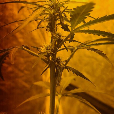 Amnesia Haze 🧠 growlog photo: Carence observer 