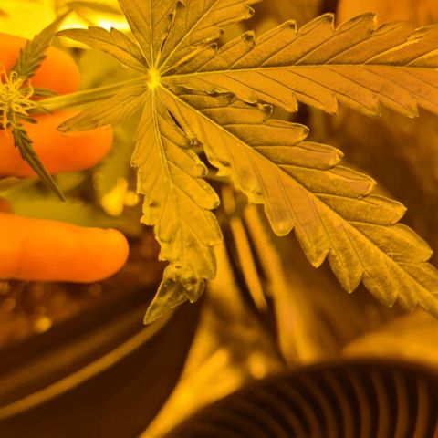 Amnesia Haze 🧠 growlog photo: Carence observer 