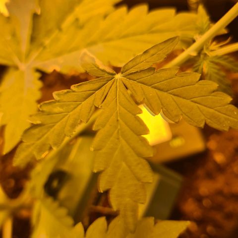 Amnesia Haze 🧠 growlog photo: Carence observer 