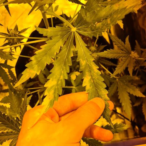 Amnesia Haze 🧠 growlog photo: Carence observer après 1 semaines d'absences (chaleur, taux d'humidité, ph) 