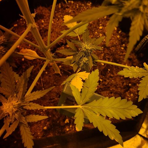 Amnesia Haze 🧠 growlog photo: Carence observer après 1 semaines d'absences (chaleur, taux d'humidité, ph) 