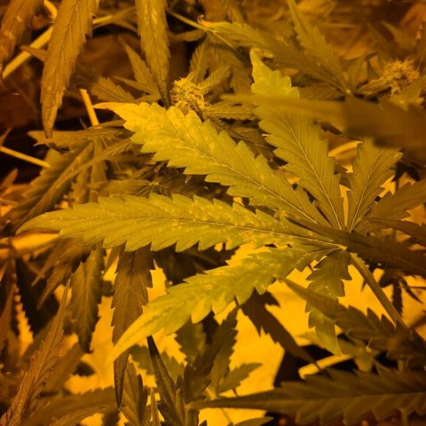 Amnesia Haze 🧠 growlog photo: Carence observer après 1 semaines d'absences (chaleur, taux d'humidité, ph) 