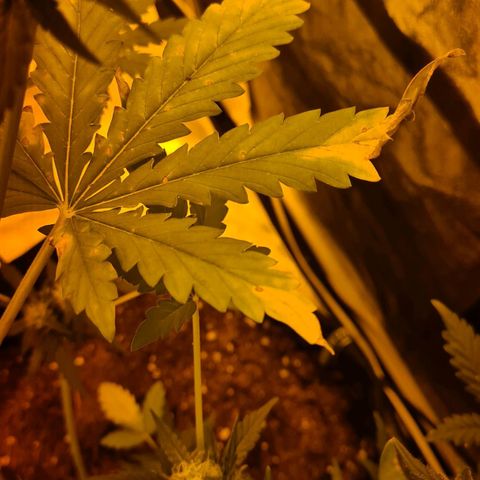 Amnesia Haze 🧠 growlog photo: Carence observer après 1 semaines d'absences (chaleur, taux d'humidité, ph) 