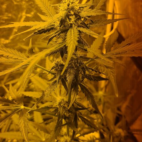 Amnesia Haze 🧠 growlog timeline photo