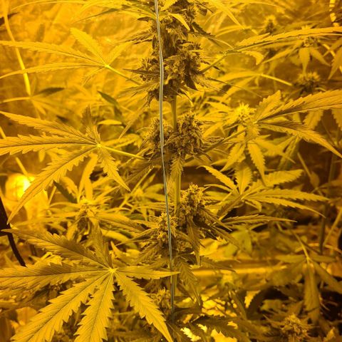 Amnesia Haze 🧠 growlog timeline photo