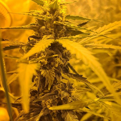 Amnesia Haze 🧠 growlog photo: Tête principale 