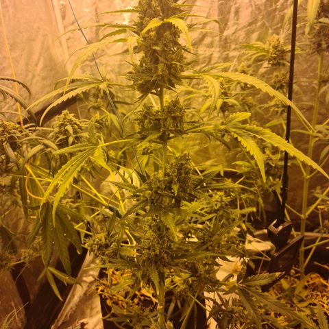 Amnesia Haze 🧠 growlog timeline photo