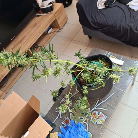 Amnesia Haze 🧠 growlog timeline photo