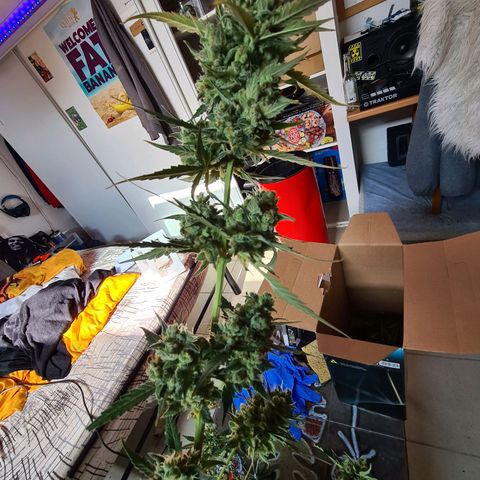 Amnesia Haze 🧠 growlog timeline photo