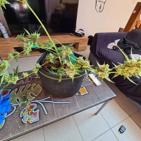 Amnesia Haze 🧠 growlog timeline photo