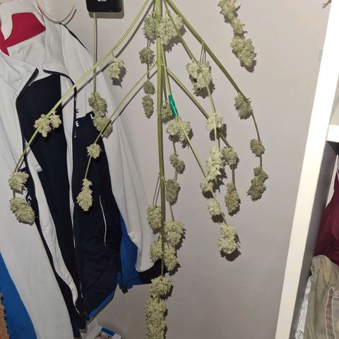Amnesia Haze 🧠 growlog timeline photo