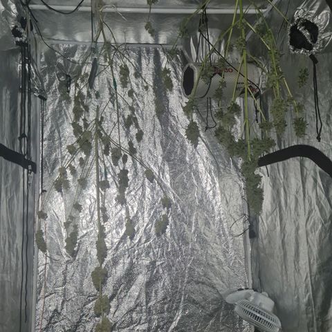 Amnesia Haze 🧠 growlog timeline photo