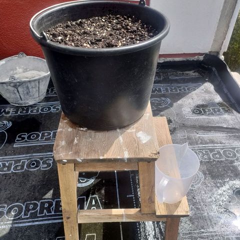Big Devil XL Auto growlog photo: Just planted the seed  and watered with half a liter at ph of 6.0-6.1