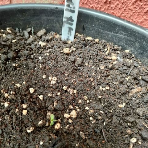 Big Devil XL Auto growlog photo: My seedling hust sprouted!!