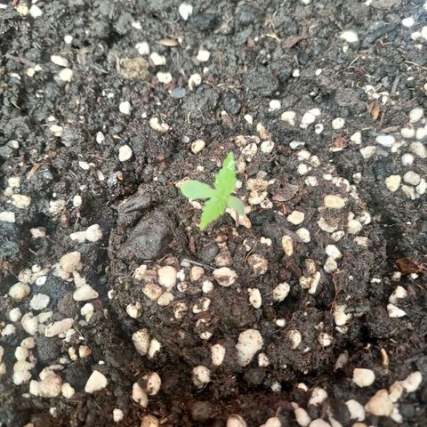 Big Devil XL Auto growlog timeline photo