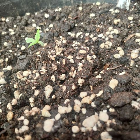 Big Devil XL Auto growlog timeline photo