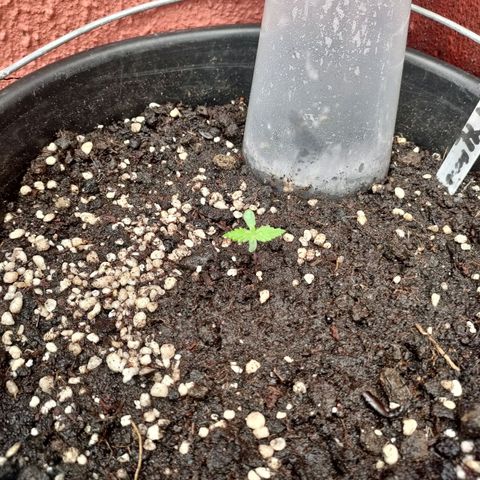 Big Devil XL Auto growlog timeline photo