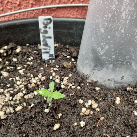 Big Devil XL Auto growlog timeline photo