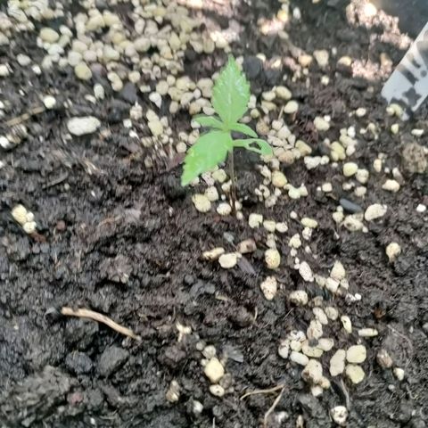 Big Devil XL Auto growlog timeline photo