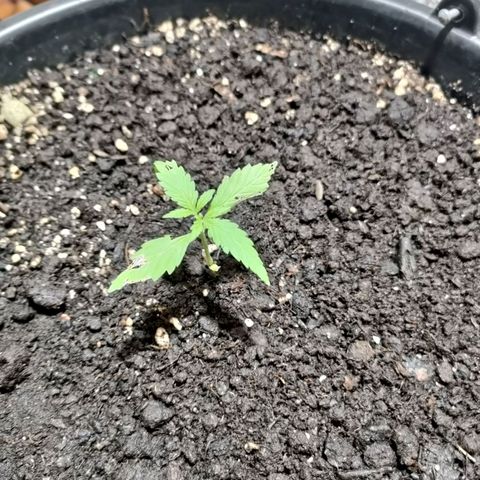 Big Devil XL Auto growlog timeline photo