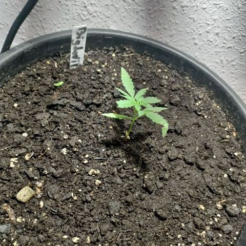 Big Devil XL Auto growlog timeline photo