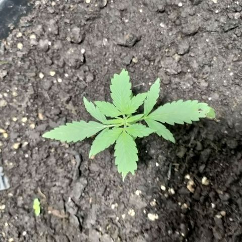 Big Devil XL Auto growlog photo: Just entering veg