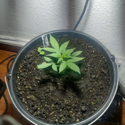 Big Devil XL Auto growlog timeline photo