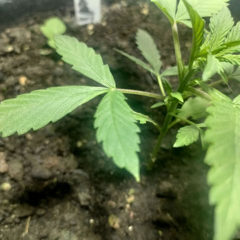 Big Devil XL Auto growlog timeline photo