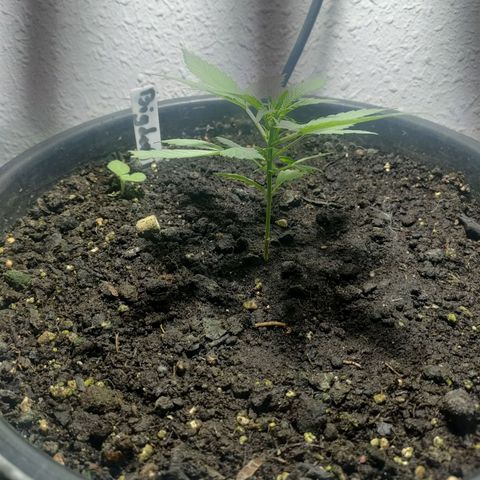 Big Devil XL Auto growlog timeline photo