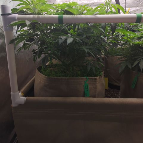 Mimosa Evo growlog timeline photo