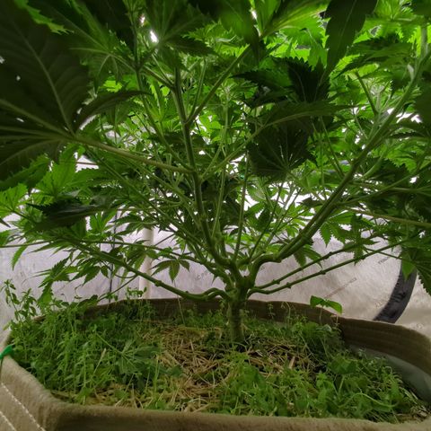 Baked Bomb growlog timeline photo