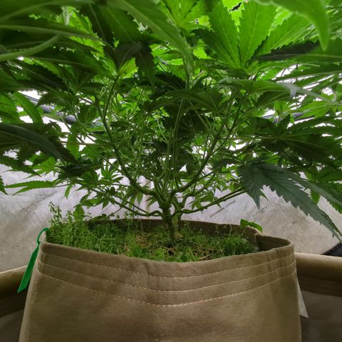 Baked Bomb growlog timeline photo