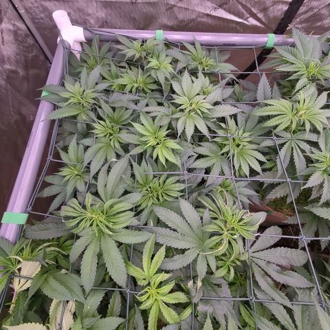 Baked Bomb growlog timeline photo