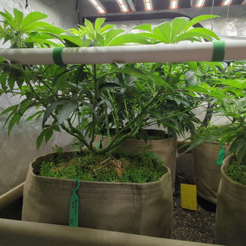 Mimosa Evo growlog timeline photo