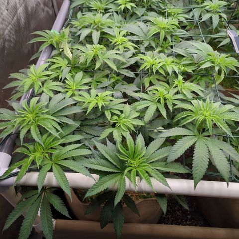 Mimosa Evo growlog timeline photo