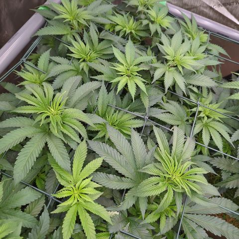 Baked Bomb growlog timeline photo