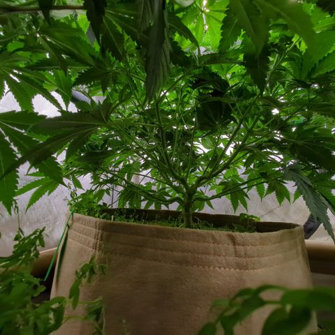 Baked Bomb growlog timeline photo