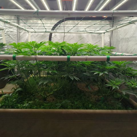 Mimosa Evo growlog photo: 4x4