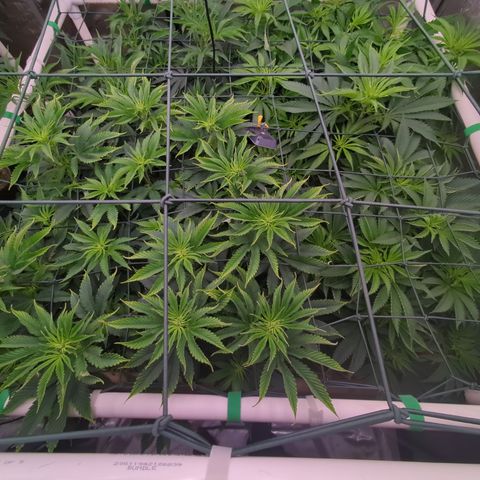 Mimosa Evo growlog photo: 4x4