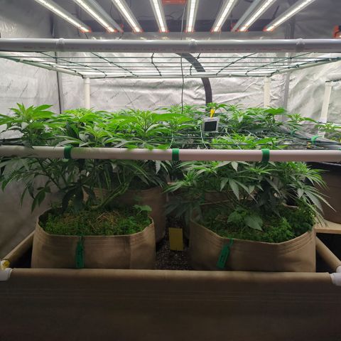 Mimosa Evo growlog photo: 20 gallon pots 