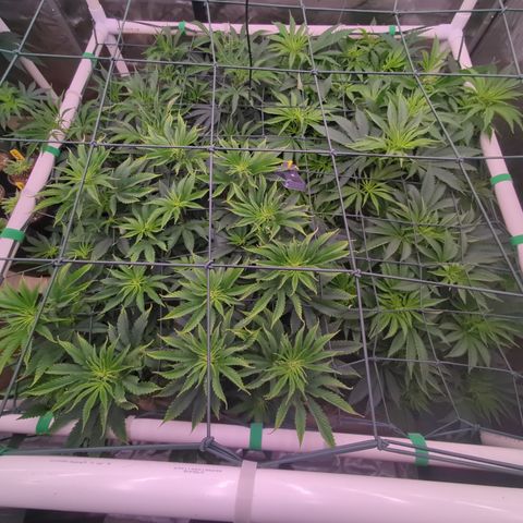 Mimosa Evo growlog photo: 4x4